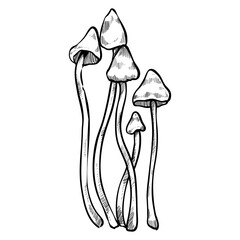 Enokii mushroom handdrawn illustration