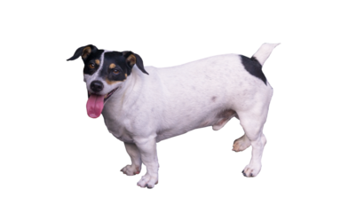 Dogs by the sea, travel to Taphale, beautiful view