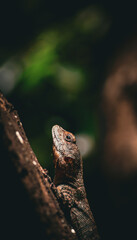 lizard on the tree