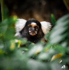 White tufted marmoset monkey in the leaves