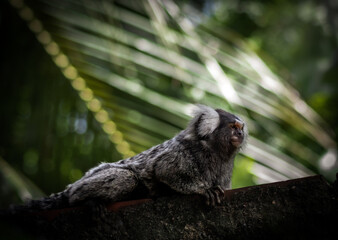 Solo white tufted marmoset monkey
