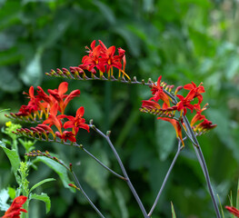 Crocosmia flowers displaying in angular shapes gracing a garden.