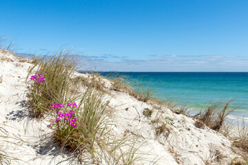 Purple Wildflowers by the Azure Shore: White Sand Dunes with Copyspace in Puheke Beach, New Zealand