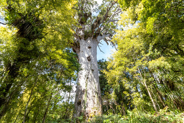 Ancient Kauri Tree Tane Mahuta in Puketi and Waipoua Forests in Northland, New Zealand - obrazy, fototapety, plakaty