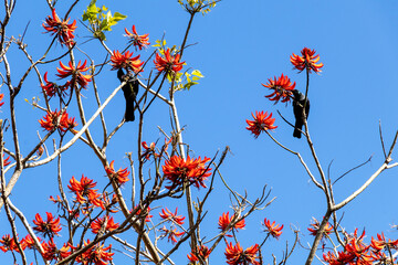 Tui the native bird unique to New Zealand feeding on Coral tree of Flame tree flowers in Northland, New Zealand