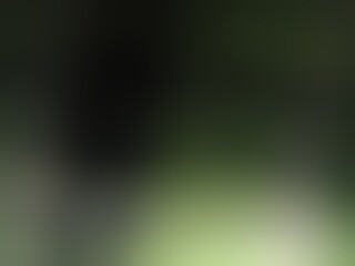 Abstract blurred background image of green color gradient used as an illustration. Designing posters or advertisements.