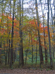 Fototapeta premium 白糸ハイランドウェイの紅葉