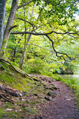 Obraz premium Onuma National Park, Hokkaido 大沼国定公園 北海道