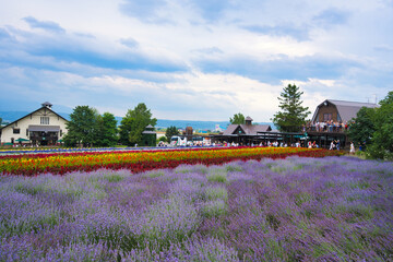 ファーム富田・富良野　北海道　Farm Tomita, Furano, Biei Hokkaido