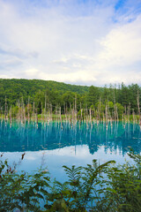 Blue Pond Biei, Hokkaido　白金青い池　美瑛　北海道