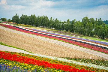 SHIKISAI-NO-OKA, Biei, Hokkaido　四季彩の丘・美瑛　北海道