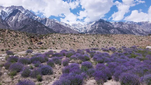 Cinematic aerial shot of lupine patches in Alabama Hills in California, USA