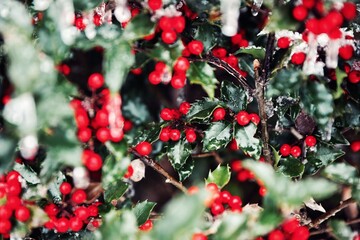 Berry bush in winter, frozen leaves