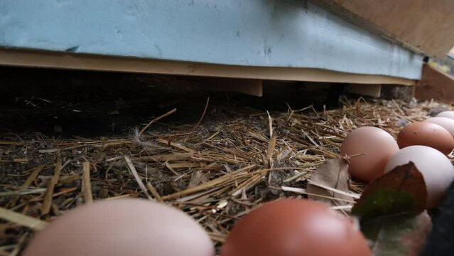 Close up of tumbling egg just after being laid by cage free chicken in the coop nest.