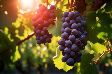 Appetizing ripe grapes during harvest. Background with selective focus and copy space