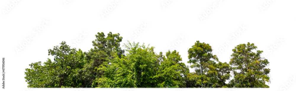 Poster Green Trees on transparent background. are Forest and foliage in summer for both printing and web pages with cut path and alpha channel