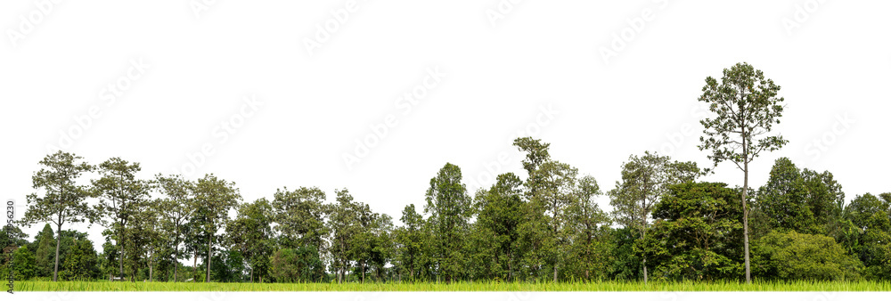 Poster Green Trees on transparent background. are Forest and foliage in summer for both printing and web pages with cut path and alpha channel.