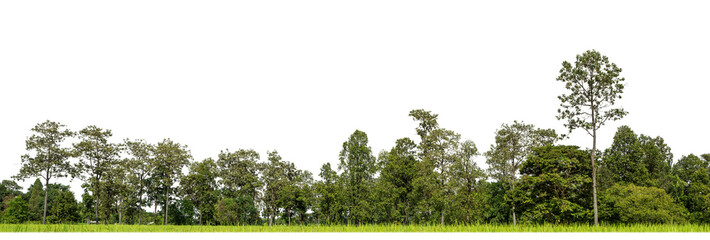 Green Trees on transparent background. are Forest and foliage in summer for both printing and web pages with cut path and alpha channel.