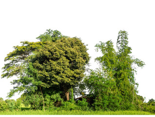 Obraz premium Green Trees on transparent background. are Forest and foliage in summer for both printing and web pages with cut path and alpha channel
