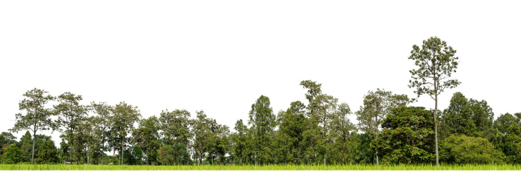 Green Trees on transparent background. are Forest and foliage in summer for both printing and web pages with cut path and alpha channel.