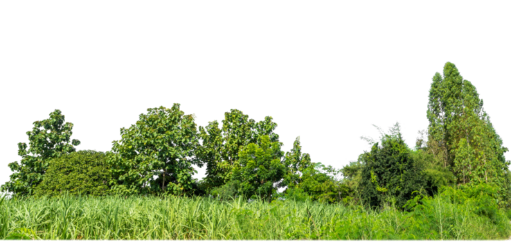 Green Trees on transparent background. are Forest and foliage in summer for both printing and web pages with cut path and alpha channel