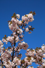 仁和寺境内の楊貴妃桜