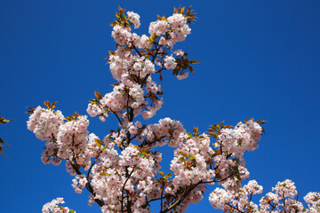 仁和寺境内の楊貴妃桜