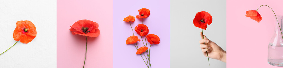 Many red poppy flowers on color background. Remembrance Day in Canada - obrazy, fototapety, plakaty