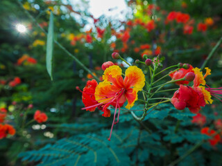 Peacock's crest flower in the morning.