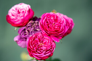 島田市バラの丘公園のバラ