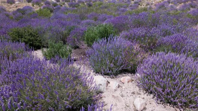 Cinematic aerial shot of lupine patches in Alabama Hills in California, USA