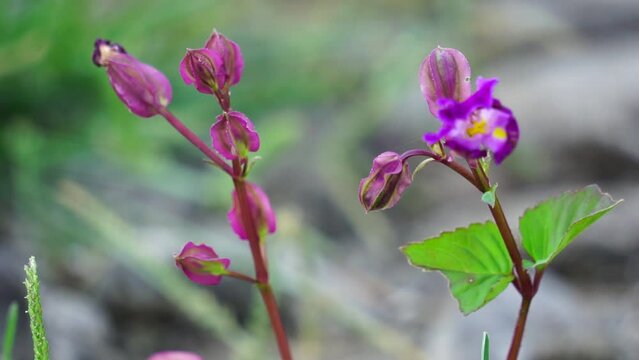 Streptanthus polygaloides is a species of flowering plant in the mustard family known by the common name milkwort jewelflower