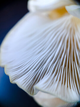 Hongos ostra pleurotus en fondo oscuro