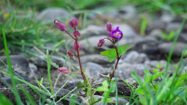 Streptanthus polygaloides is a species of flowering plant in the mustard family known by the common name milkwort jewelflower