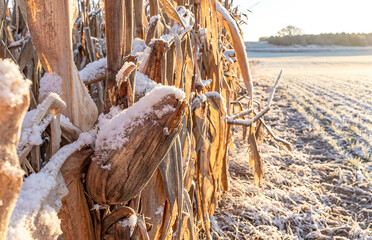 A snow-covered cob of corn on the edge of a field with snow on the ground.