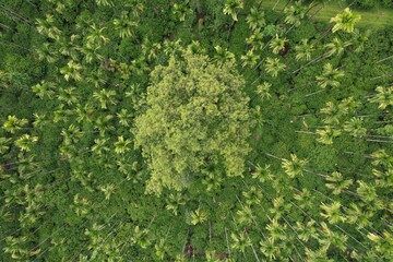 aerial view of coffee plantation in the mountains