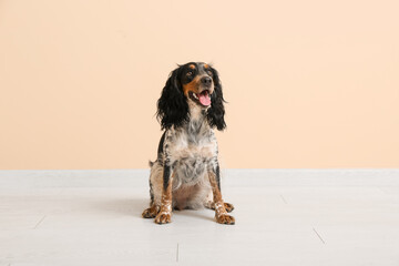 Cute cocker spaniel near beige wall