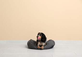 Cute cocker spaniel in pet bed near beige wall
