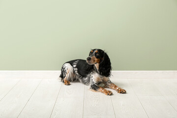 Cute cocker spaniel lying near green wall