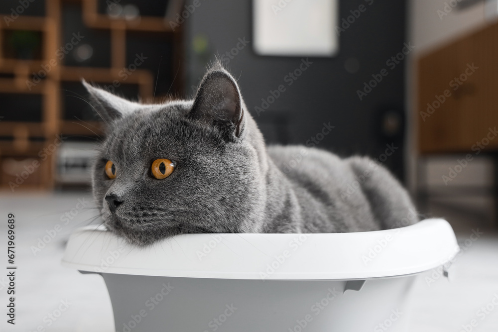 Sticker Cute British Shorthair cat in litter box at home, closeup