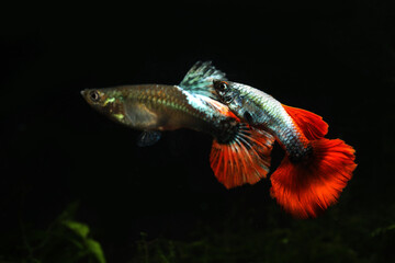Fototapeta premium A pair of fancy red tail guppy in aquarium