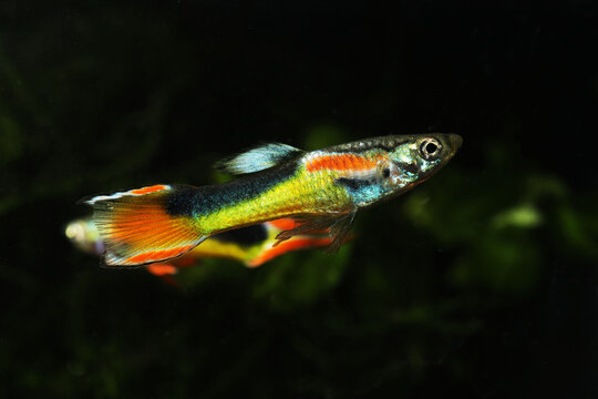 Yellow half endler Tuxedo guppy fish