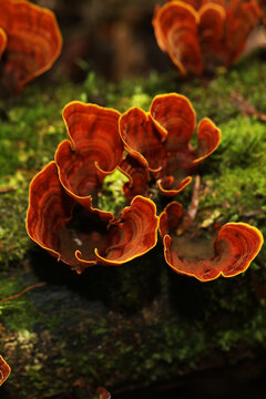 Brown forest mushroom growing on tree trunk