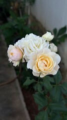 Keira roses 