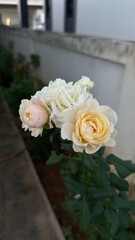 bouquet of roses