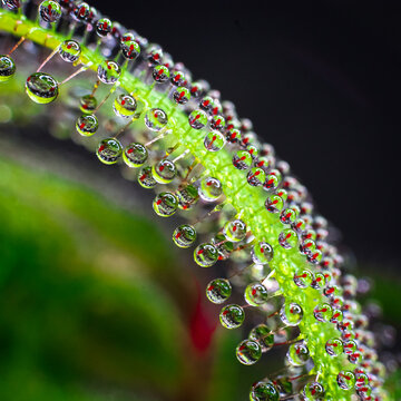 Planta carn&iacute;vora drosera Adelae macro fotograf&iacute;a en fondo oscuro