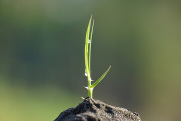 Growing plant with a natural background