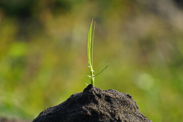 Growing plant with a natural background