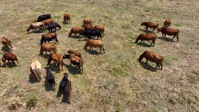 Aerial drone view shot of a herd of cows and young calves grazing on a meadow in spring or summer. Dairy farm. Cattle on green field. Cow farm. Dairy production farm.