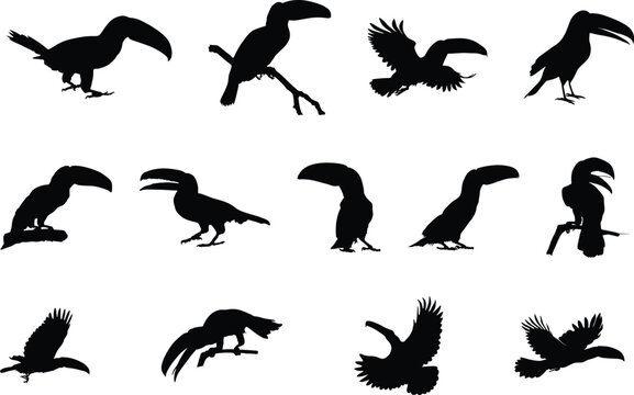 Toucan silhouettes, Toucan bird silhouette, Flying toucan silhouette, Toucan Svg, Toucan toco clipart